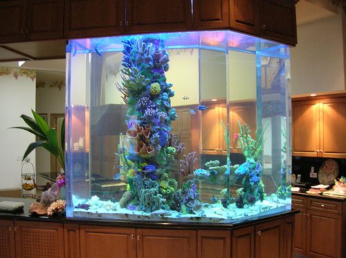 Fish Aquarium Tank